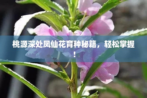 桃源深处凤仙花育种秘籍，轻松掌握！
