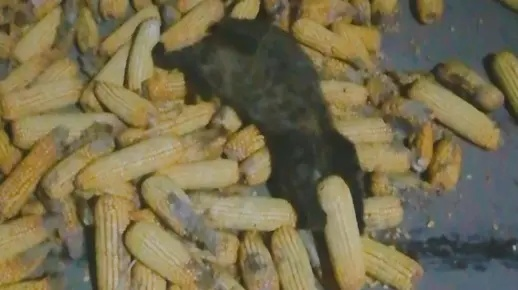 《浣熊机密解锁!腐烂玉米粒获取攻略》 《浣熊机密解锁!腐烂玉米粒获取攻略》