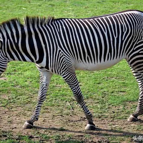 fm2009修改器(哪个修改器好用) fm2009修改器(哪个修改器好用)