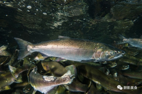 冰河鲑鱼群,冰河鲑鱼群值得一试？