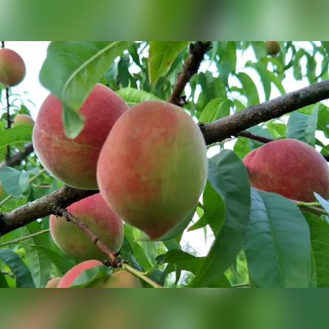 口袋妖怪叶绿版攻略,口袋妖怪叶绿图文攻略 口袋妖怪叶绿版攻略,口袋妖怪叶绿图文攻略