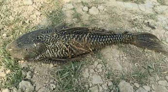 《地心护核者》钓鱼攻略:揭秘神秘地点与珍稀鱼种,解锁全新玩法 《地心护核者》钓鱼攻略:揭秘神秘地点与珍稀鱼种,解锁全新玩法