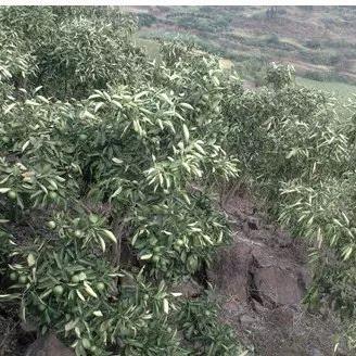 《逆境求生》攻略:深度解析操作界面与求生合成技巧揭秘 《逆境求生》攻略:深度解析操作界面与求生合成技巧揭秘