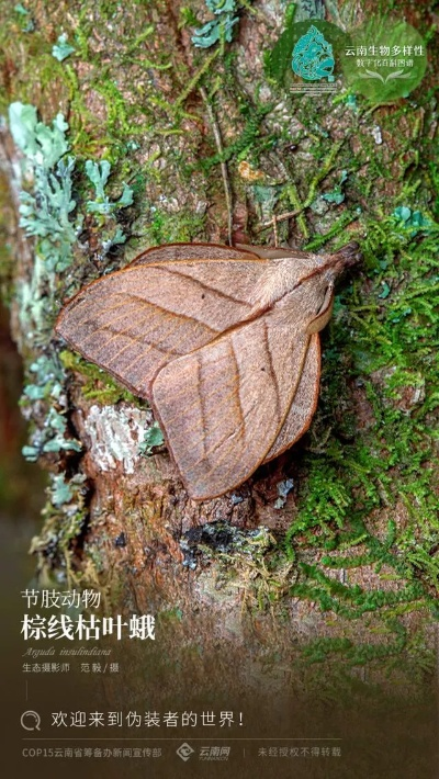 枯叶衫,到底怎么才能入手？