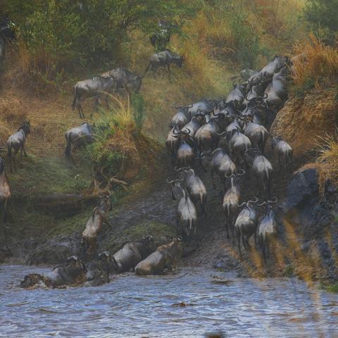 《孤岛惊魂原始杀戮》动物图鉴解析:详尽属性一览,探索神秘生物! 《孤岛惊魂原始杀戮》动物图鉴解析:详尽属性一览,探索神秘生物!