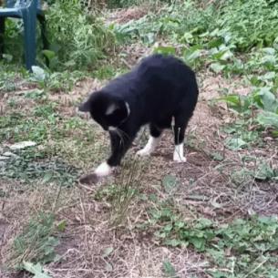 《怪物猎人世界》捕捉小动物攻略:详尽位置解析及技巧分享 《怪物猎人世界》捕捉小动物攻略:详尽位置解析及技巧分享