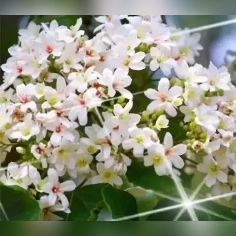 精灵淡淡,隐藏着怎样的惊险？