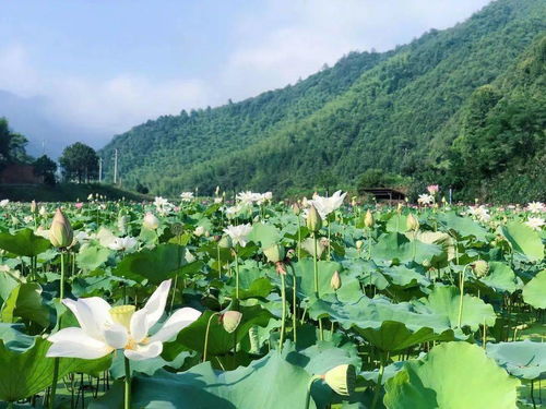 2022天刀从龙攻略,全维度剖析,开启从龙之路 2022天刀从龙攻略,全维度剖析,开启从龙之路