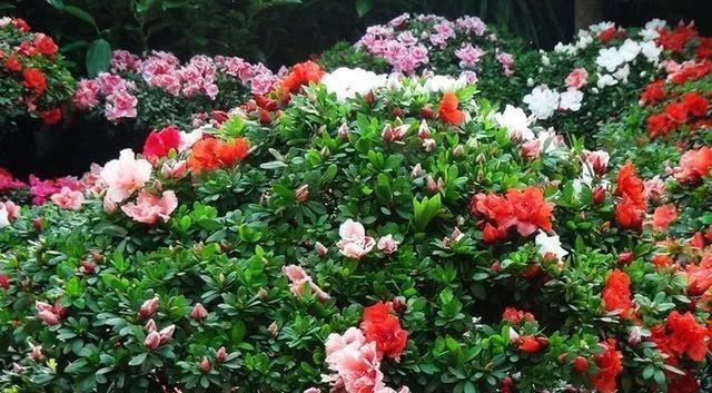 揭秘德武寄予安的含义：杜鹃背后的故事与文化内涵