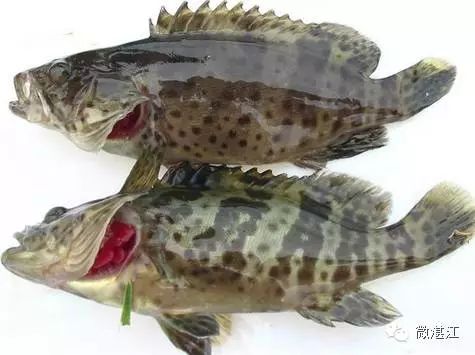 石斑鱼哪种最好吃？常见品种都给你总结好了！