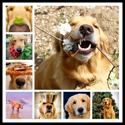 《幻唐志》金秋大服预约享盛礼,皮皮鲨萌宠先睹为快! 《幻唐志》金秋大服预约享盛礼,皮皮鲨萌宠先睹为快!