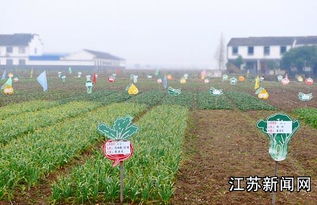 开心农场偷菜种菜,开心农场的快乐你懂吗
