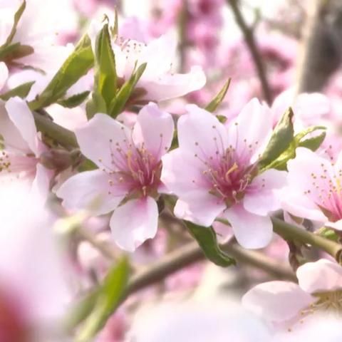 《无主之地4》正在行动突击步枪获取攻略：揭秘行动模式独占秘境