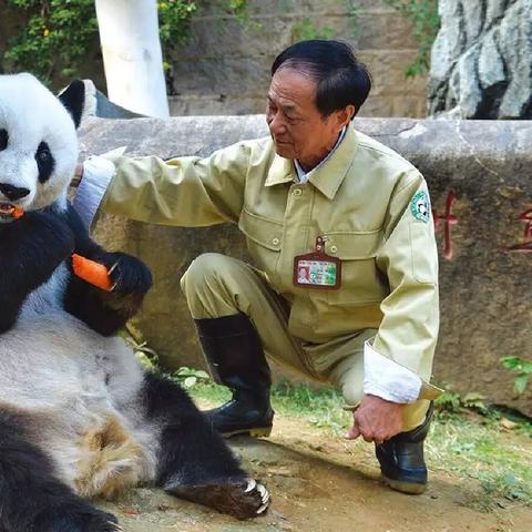 《功夫熊猫传奇对决》试玩体验：画面惊艳，游戏性高，传奇对决真精彩！