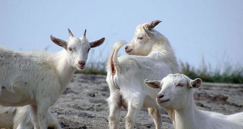 《羊了个羊》9月20日抓包攻略:轻松通关秘籍大公开! 《羊了个羊》9月20日抓包攻略:轻松通关秘籍大公开!