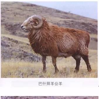 羊了个羊第二关通关秘诀：独家攻略助你轻松解锁隐藏关卡