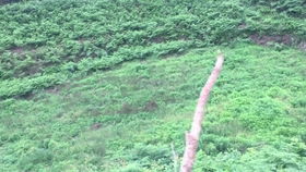 梦径曲调攻略揭秘：掌握《原神》3.0苗圃兽径新技巧