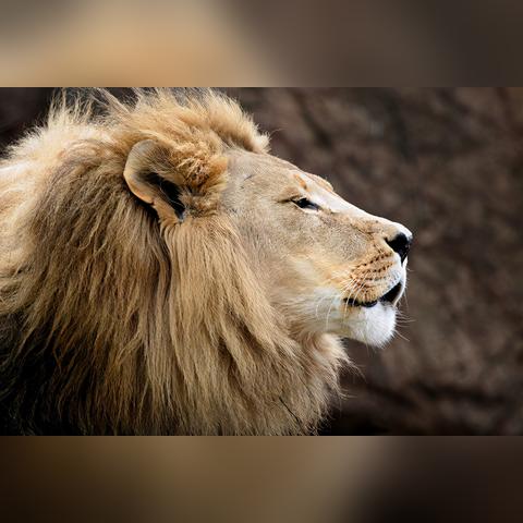 《庇护所》开局必备！物品解析攻略+独家生存技巧揭秘