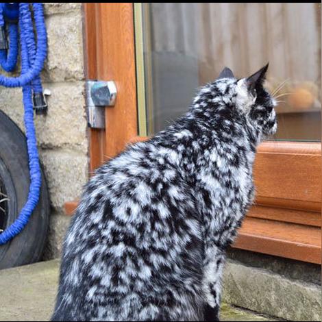 传奇小霸王怎么玩？新手快速上手攻略看这里！