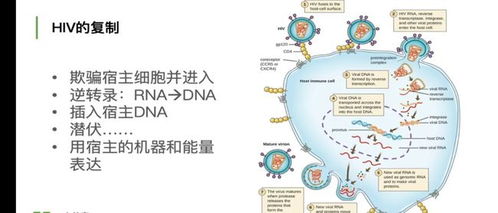 每天分泌多少唾液？揭秘人体唾液量的惊人数据