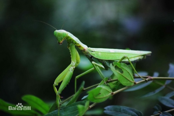 螳螂高原稀有,为什么它们会这么珍贵？