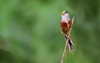 《原神》3.0珍稀鸟类邂逅攻略：解锁隐藏任务秘籍，体验绝美邂逅！