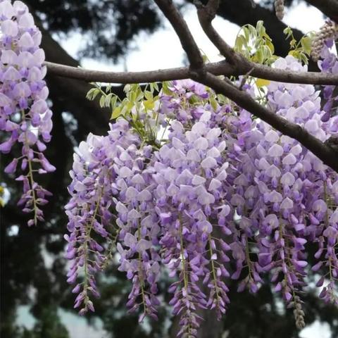 紫拉,时光机真的存在吗