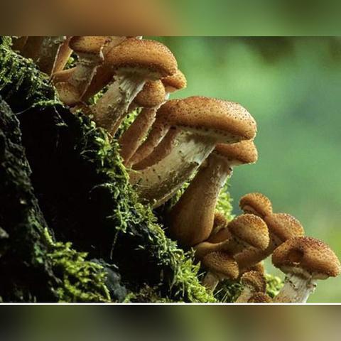 《原神》伞盖菌褶漏洞攻略:轻松掌握高效通关技巧! 《原神》伞盖菌褶漏洞攻略:轻松掌握高效通关技巧!