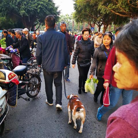 《大江湖》包狗儿成长攻略：高效培养技巧揭秘