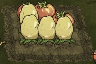 《饥荒》作物种植攻略：揭秘高效巨大作物培育技巧