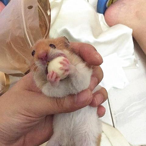 《异度之刃3》容量解析：揭秘超大游戏体积背后的秘密与价值