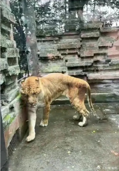 狮子瘦成“排骨”引关注,动物园回应称因健康问题 狮子瘦成“排骨”引关注,动物园回应称因健康问题