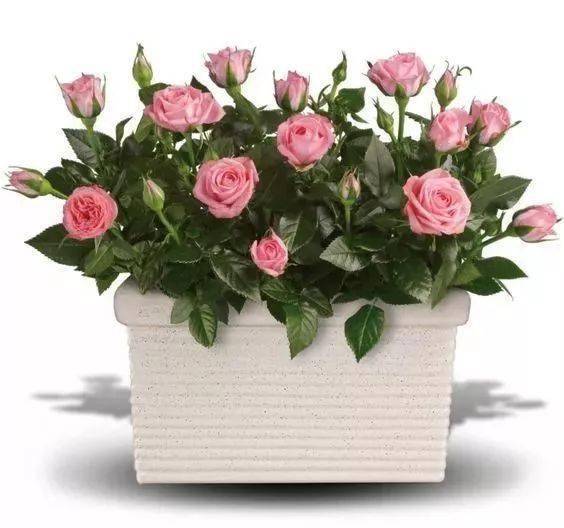 岛橙自交蓝玫瑰攻略：轻松掌握独特繁殖技巧