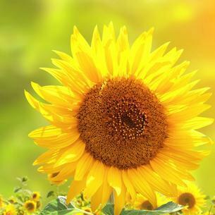 阳光收集瓶怎么获得，一场梦幻与现实交织的探索之旅