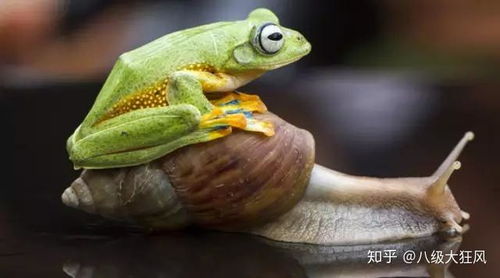 探秘旅行青蛙中国版，蜗牛喜欢吃什么
