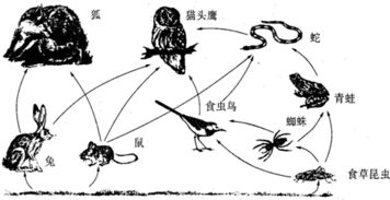 动物食物链全揭秘：生态系统中的能量传递之旅