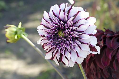 彼岸花值得培养吗,一场关于美丽与禁忌的深度探讨 彼岸花值得培养吗,一场关于美丽与禁忌的深度探讨