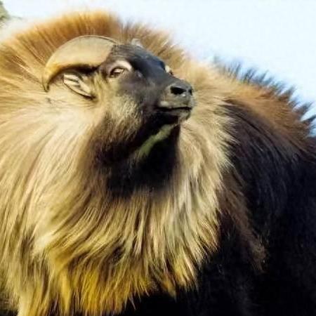 星际守望者守护者塔尔实战技巧！轻松上手攻略解析