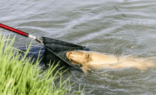《破晓传说》钓鱼攻略：揭秘隐藏钓鱼点及珍稀鱼类捕获技巧