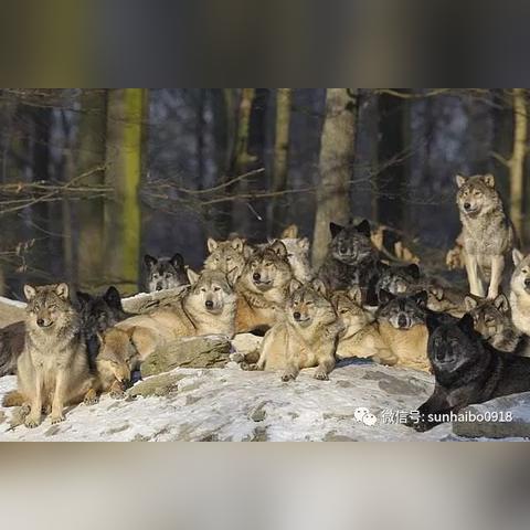 《战国无双5》全武将闪技解锁攻略:揭秘居城等级与顶级马匹升级秘籍 《战国无双5》全武将闪技解锁攻略:揭秘居城等级与顶级马匹升级秘籍