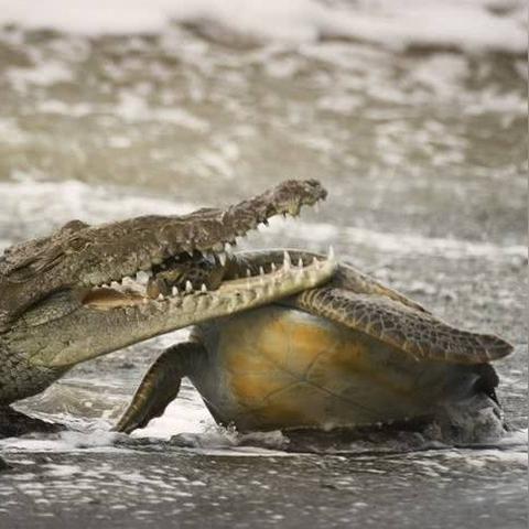 《怪物猎人世界》全收集攻略:详尽任务与鱼类盘点,解锁全成就秘籍 《怪物猎人世界》全收集攻略:详尽任务与鱼类盘点,解锁全成就秘籍