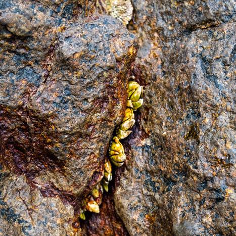 荒岛求生必备！全生物资料深度解析攻略揭秘