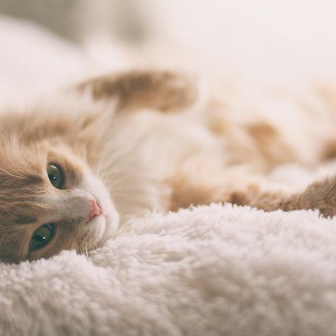 猫咪老师桌面精灵,有什么隐藏陷阱