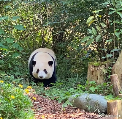 四川人上班偶遇熊猫踏春,网友直呼太幸运! 四川人上班偶遇熊猫踏春,网友直呼太幸运!