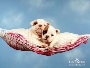 《动物森友会》宠物装饰Code轻松获取，解锁个性化家居新潮流