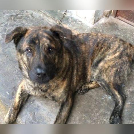 《怪物猎人世界》地图生物捕捉攻略:一网打尽全图珍稀怪踪 《怪物猎人世界》地图生物捕捉攻略:一网打尽全图珍稀怪踪