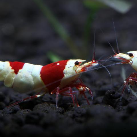 《暗黑血统3》BOSS战通关秘籍:五大甄选者攻略,轻松掌握! 《暗黑血统3》BOSS战通关秘籍:五大甄选者攻略,轻松掌握!