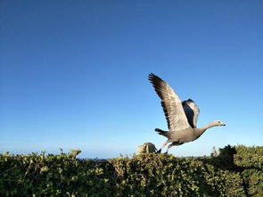 羊蹄山捕技革新!断眉细节极致还原,体验全新视觉盛宴 羊蹄山捕技革新!断眉细节极致还原,体验全新视觉盛宴