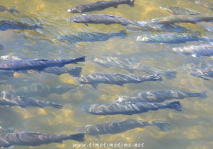 鲑鱼图片，生命之旅的视觉赞歌