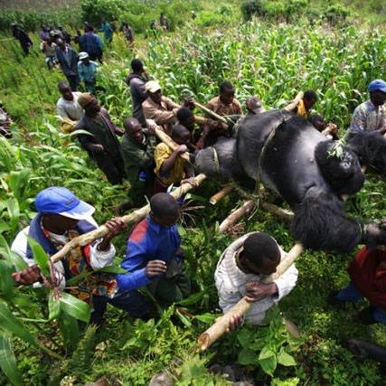 《怪物猎人世界》技能全解析：深度解读全技能名词，掌握猎杀技巧攻略